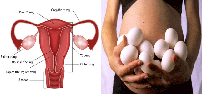Cấu tạo và chức năng của buồng trứng phụ nữ