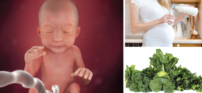 Mang thai tuần 24: Sự phát triển của thai nhi và mẹ bầu cần ăn gì