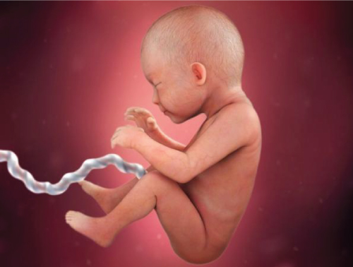 Sự phát triển của thai nhi trong bụng mẹ - Hình hài của bé ở tuần 29