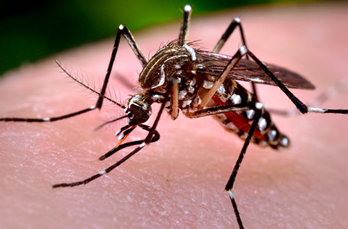 Sốt xuất huyết dengue và sốt dengue hình ảnh 3