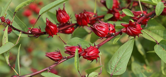 Tác dụng của hoa atiso đỏ có thực sự thần kỳ?