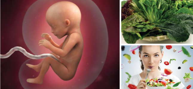 Mang thai tuần 17: Sự phát triển của thai nhi và mẹ bầu nên ăn gì