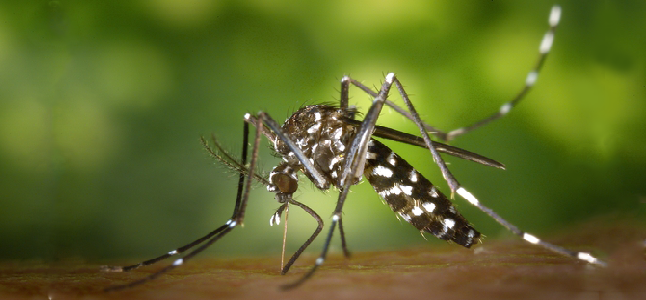 Triệu chứng khi nhiễm virus Zika