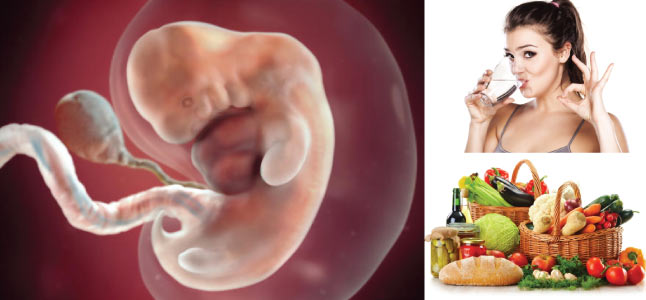 Mang thai tuần thứ 7: Sự phát triển của thai nhi và mẹ bầu nên ăn gì