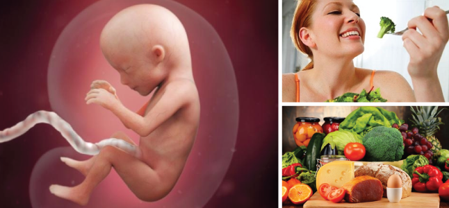 Mang thai tuần 15: Sự phát triển của thai nhi và mẹ bầu nên ăn gì